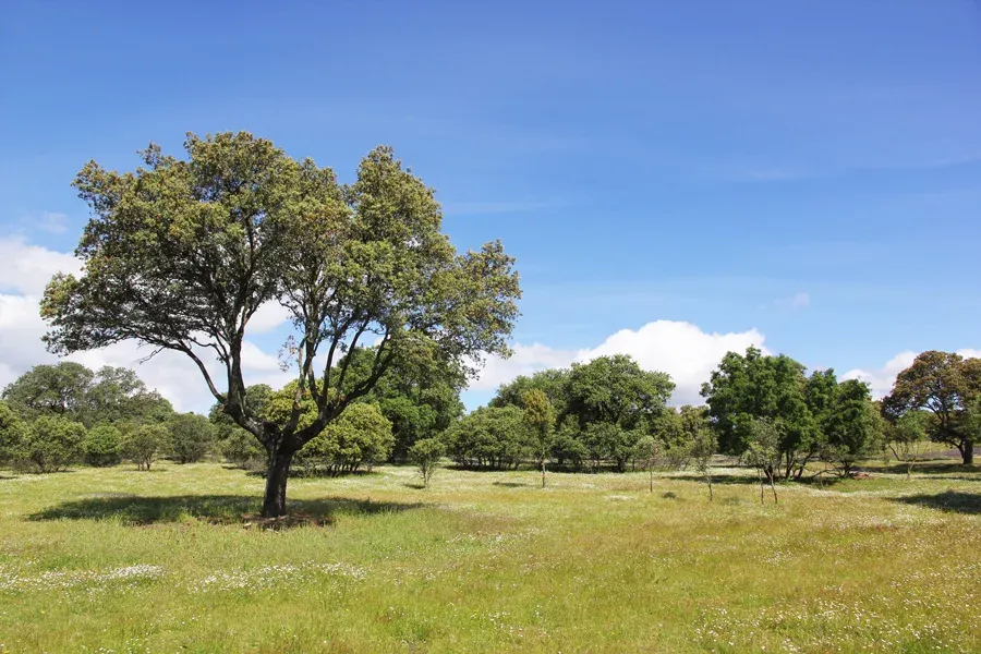 Boadilla del Monte - 2